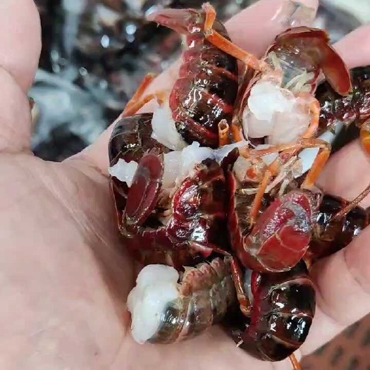 小龙虾 精品无冰大新鲜虾尾  专业供应 价格稳定 质量保证