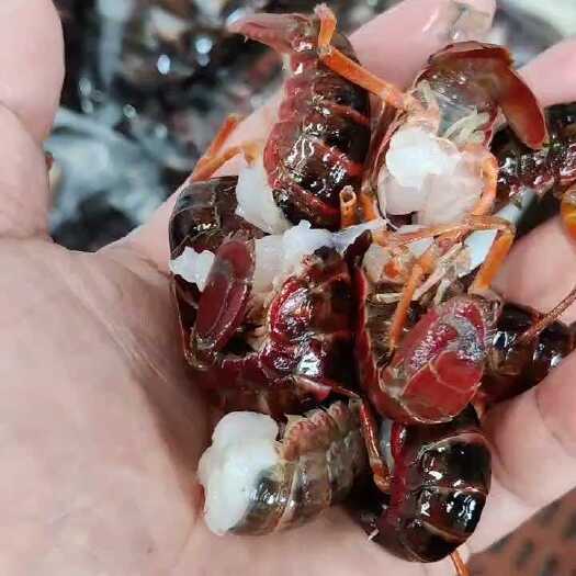 武汉小龙虾 精品无冰大新鲜虾尾  专业供应 价格稳定 质量保证