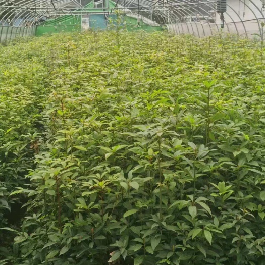 桂林楠木金丝楠木