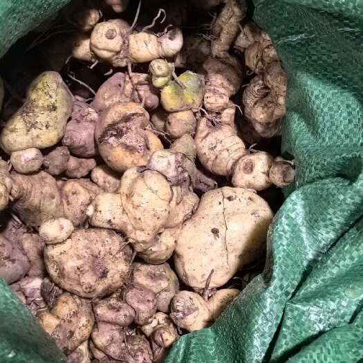天峨县黄精  鸡头黄精  鲜货黄精  姜型黄精要看季节