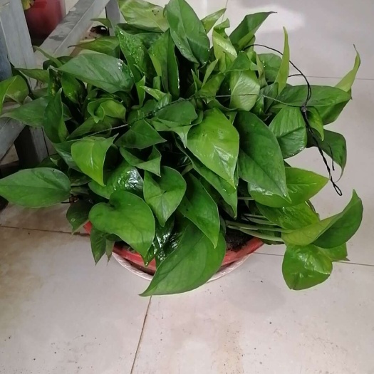  绿萝