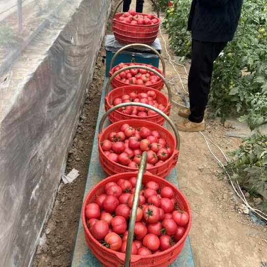 泾阳县普罗旺斯水果西红柿
