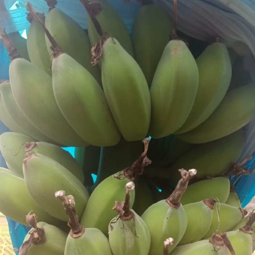  苹果蕉