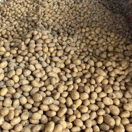 凯里市电商新小土豆大量有货