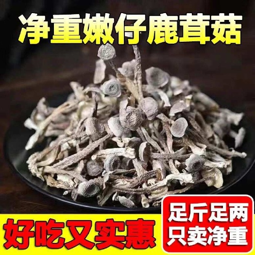 成都鹿茸菇嫩仔鹿茸菇鹿茸菌鹿耳菇菌菇煲湯炒菜食材批發(fā)