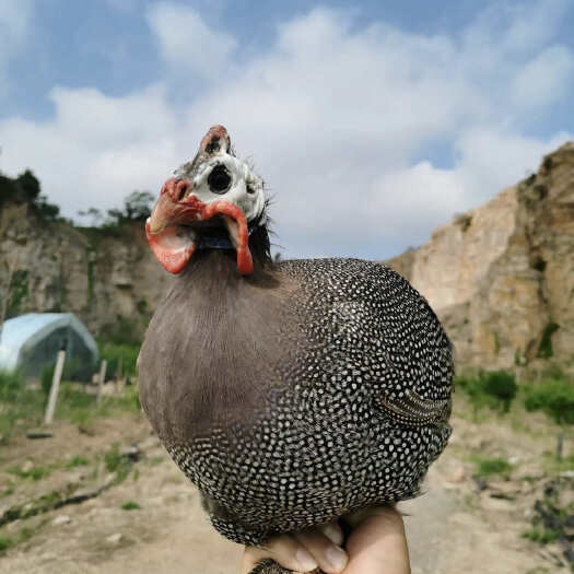 珍珠鸡苗 珠鸡 成活率高 肉质细嫩 口感很棒