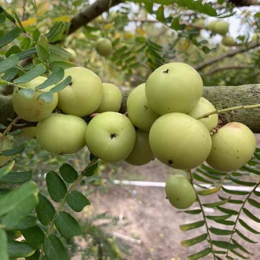 潮汕甜油柑