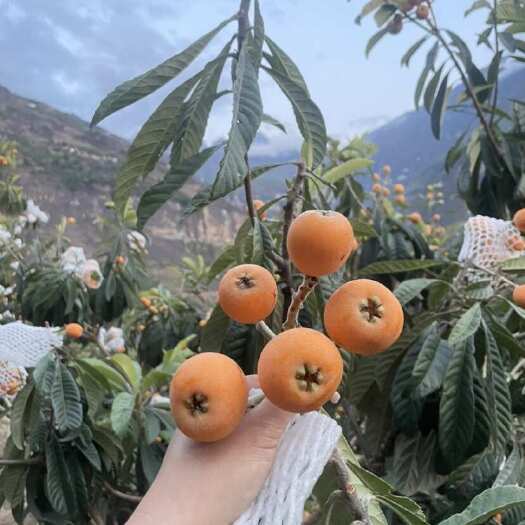 永善县昭通枇杷，自家的，处理售！！！