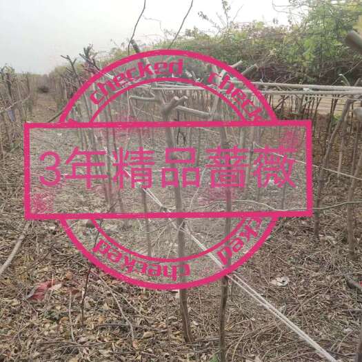 蠡县蔷薇