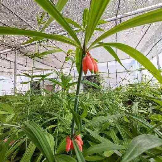 六盘水滇黄精