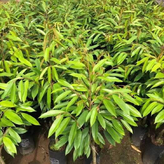 灵山县猫山王榴莲苗，黑刺榴莲苗，金枕榴莲苗