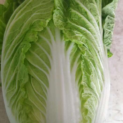 河南白菜,黄心白菜,保质保量。视频看货,线上保障交易