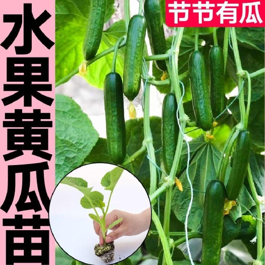 苏州优质易种蜜刺黄瓜秧苗带土球抗病全雌水果黄瓜秧苗春秋盆栽阳台