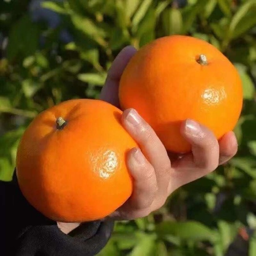 沃柑