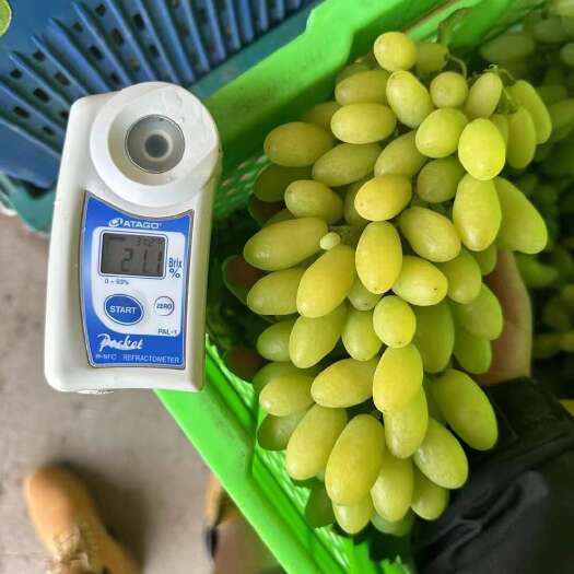 元谋县青提