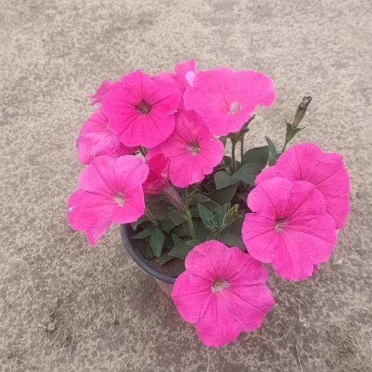 荥阳市牵牛花