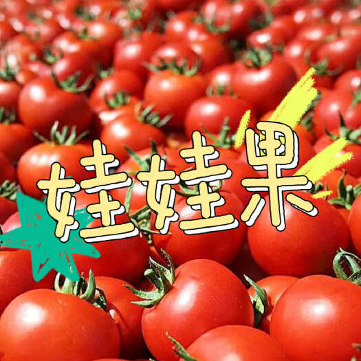 泾阳县娃娃果，陕西泾阳 普罗旺斯 口感番茄，一手货源，全国发货
