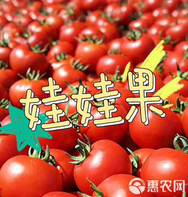 娃娃果，陕西泾阳 普罗旺斯 口感番茄，一手货源，全国发货