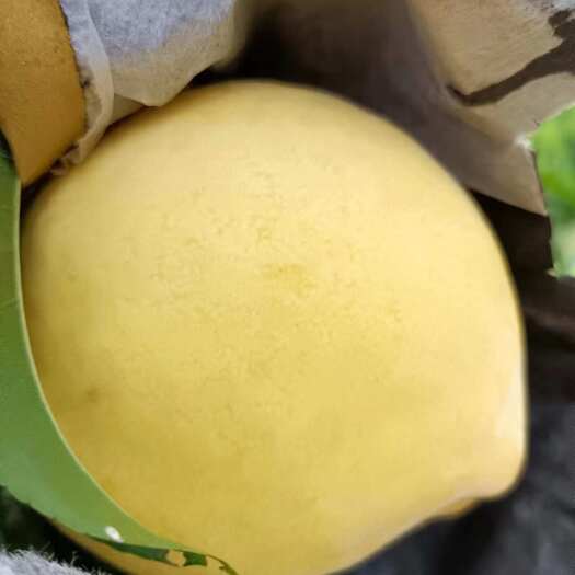 大悟县黄桃
