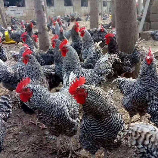 芦花鸡苗 黑芦花鸡苗 原种芦花鸡苗 肉蛋兼用 成活率高