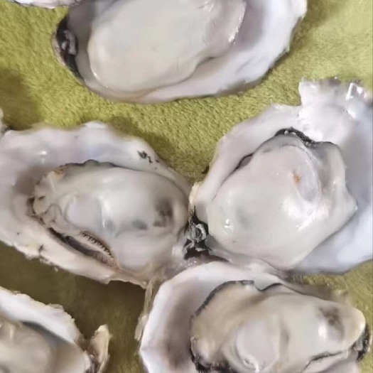 乳山市薄壳乳山牡蛎1+大豆生蚝