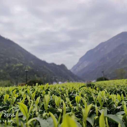 慈利县绿茶