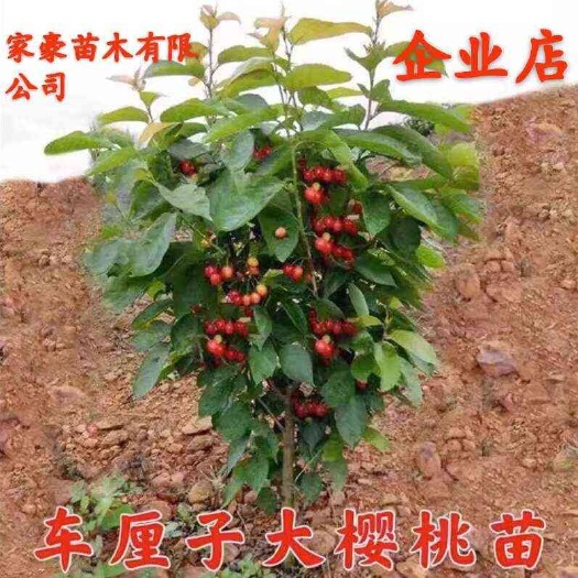 大樱桃苗,车厘子苗,红灯笼苗,基地直发品种保证正品,保湿发货