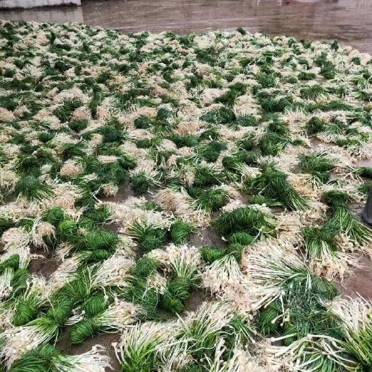临澧县农村里的小野葱，胡葱，荞葱，茭头