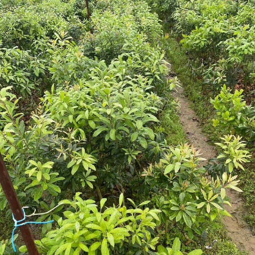 灵山县【优品苗】嫁接黑炭杨梅东魁杨梅树树苖带土种植盆栽当年结果批发
