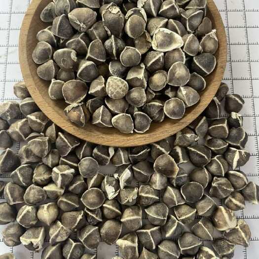菏泽辣木籽 大颗粒辣木子 颗粒饱满 实物拍摄