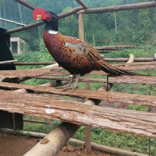 衡阳七彩山鸡苗 鸡苗 性足 肉质好（系人工繁殖）