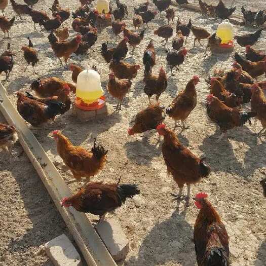 永城市土鸡苗 华北柴鸡 苏禽鸡苗 草鸡苗 孵化场供应各类优质鸡苗