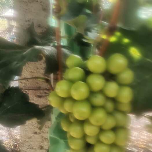 澧县阳光玫瑰