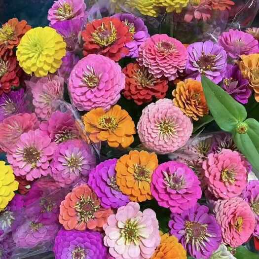 苏州花组合 草花组合  花卉组合美丽乡村道路用  景区休闲观光