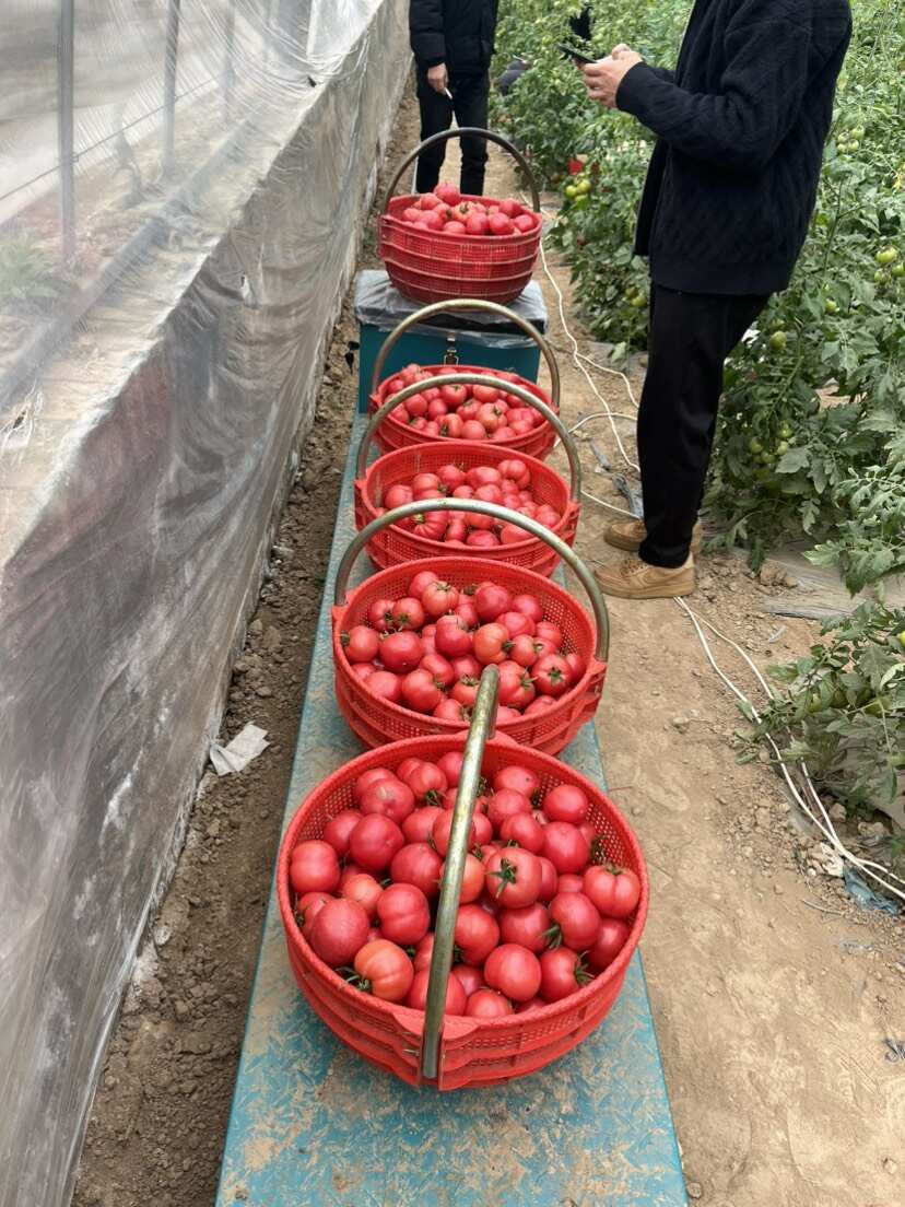 小时候的味道，普罗旺斯西红柿