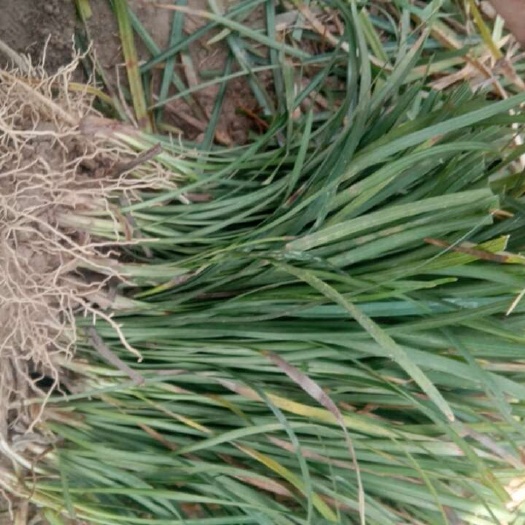  麦冬草