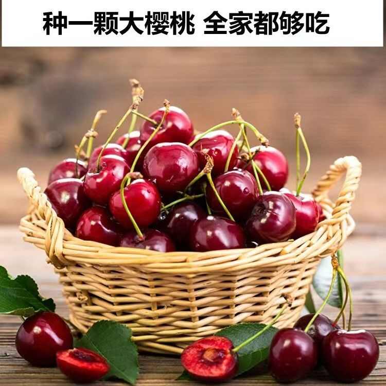 大樱桃苗，车厘子苗，红灯笼苗，基地直发品种保证正品，保湿发货
