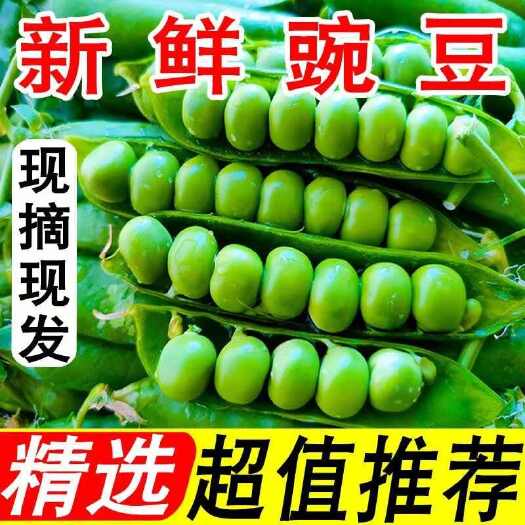 富民县【当日采摘】云南新鲜豌豆带壳青豌豆荚蔬菜整箱批发价甜豌豆