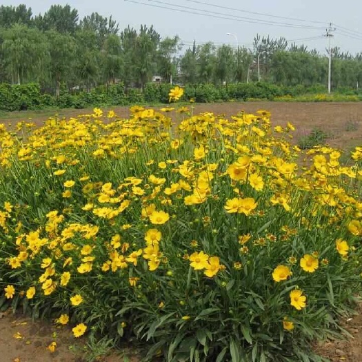 青州市金鸡菊 大花金鸡菊 死苗补发 量大可优惠