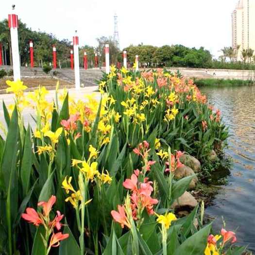 沭阳县大花美人蕉，水生植物庭院户外河边池塘小区湿地红艳蕉