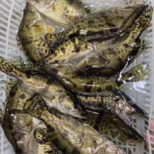 富顺县桂花鱼苗优质鳜鱼苗季花鱼苗淡水活体养殖翘嘴路亚鳜鱼