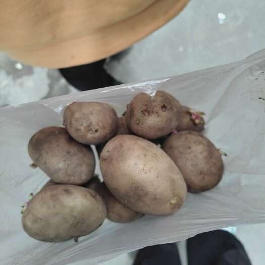 周宁县沃土5号土豆种