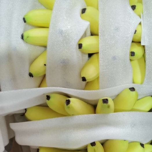 成都小米蕉