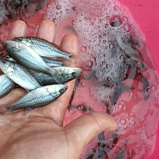富顺县鲈鱼苗 淡水路亚苗 鲈鱼苗活体 活体淡水鱼苗 加州鲈鱼苗
