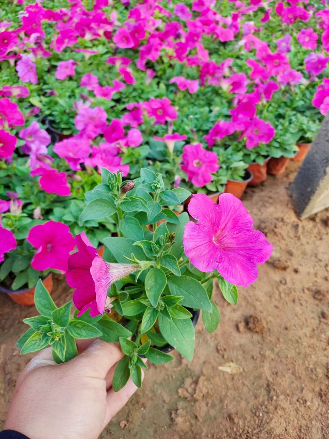 矮牵牛 牵牛花 观花植物 量大优惠