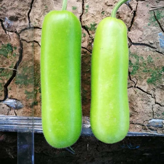 抗热翠莹蒲瓜种子 皮色油亮翠绿 商品性佳 瓜型青靓 抗性强