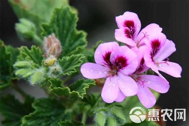 驱蚊草 量大可优惠