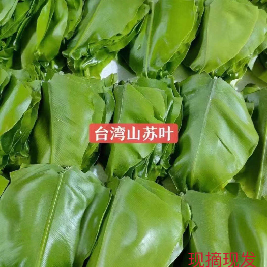 顺丰包邮 新鲜山苏菜鸟巢西餐菜 养生酒楼食材餐厅餐饮菜