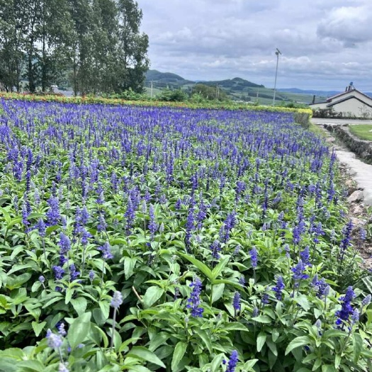 磐石市鼠尾草