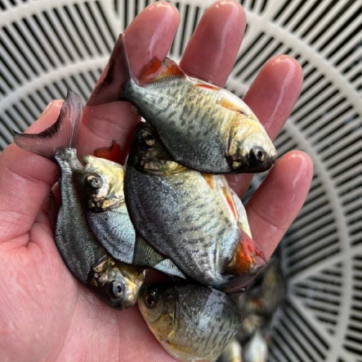 鲳鱼苗淡水白鲳鱼苗红腹鲳鱼产地直销包邮送货上门